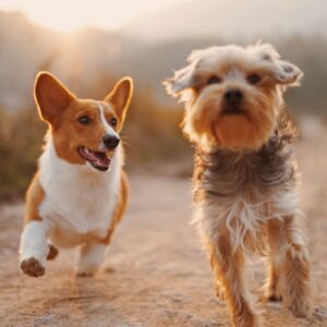 Dog harness | Marwan Deals