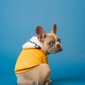 Pet bowl | Marwan Deals