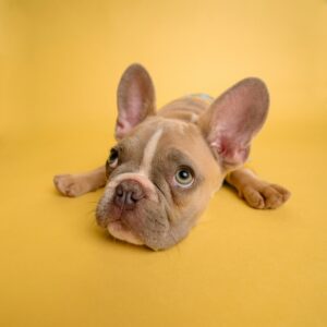 Pet supplies dog | Marwan Deals